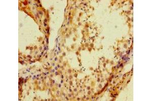Immunohistochemistry of paraffin-embedded human testis tissue using ABIN7155348 at dilution of 1:100 (HIST1H1C antibody  (AA 2-213))