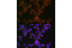 Immunofluorescence analysis of HepG2 cells using  Rabbit mAb (ABIN7265645) at dilution of 1:100 (40x lens). (APOL1 antibody)