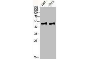 Western blot analysis of mouse-kidney mouse-brain mouse-lung mouse-heart 293T lysate, antibody was diluted at 1000. (IKBKG antibody  (AA 60-120))