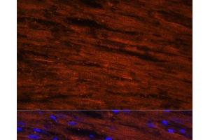 Immunofluorescence analysis of Rat heart cells using LDB3 Polyclonal Antibody at dilution of 1:100. (LIM Domain Binding 3 Protein antibody)