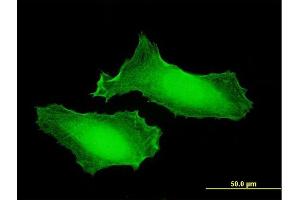 Immunofluorescence of purified MaxPab antibody to KCTD7 on HeLa cell. (KCTD7 antibody  (AA 1-289))