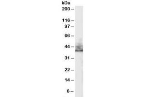 Western blot testing of human kidney lysate with NHERF2 antibody at 0. (SLC9A3R2 antibody)