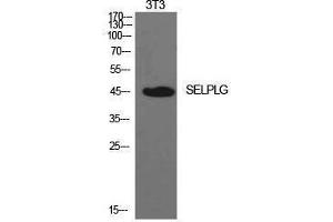 Western Blotting (WB) image for anti-Selectin P Ligand (SELPLG) (Internal Region) antibody (ABIN6287417) (SELPLG antibody  (Internal Region))