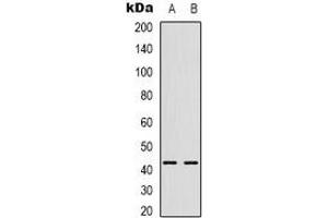 Western blot analysis of CHKB expression in HepG2 (A), U2OS (B) whole cell lysates.