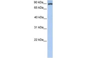 Western Blotting (WB) image for anti-phosphoenolpyruvate Carboxykinase 1 (Soluble) (PCK1) antibody (ABIN2460581) (PCK1 antibody)