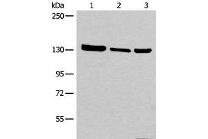 Western blot analysis of 293T cell Human testis tissue lysate A549 cell lysates using EPHA6 Polyclonal Antibody at dilution of 1:800 (EPH Receptor A6 antibody)