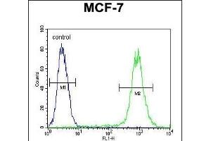 FGF9 Antibody (N-term) (ABIN654171 and ABIN2844030) flow cytometric analysis of MCF-7 cells (right histogram) compared to a negative control cell (left histogram). (FGF9 antibody  (N-Term))