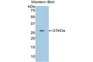 Detection of Recombinant EFNA4, Rat using Polyclonal Antibody to Ephrin A4 (EFNA4) (EFNA4 antibody  (AA 1-204))