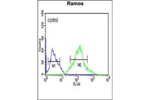 Flow cytometric analysis of Ramos cells using FOXP1 Antibody (C-term) Cat.