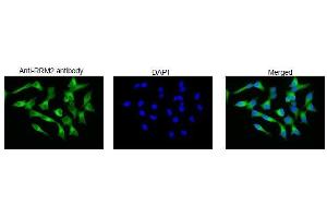 Immunofluorescence (IF) image for anti-Ribonucleotide Reductase M2 (RRM2) (C-Term) antibody (ABIN2452118) (RRM2 antibody  (C-Term))