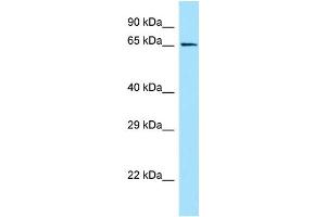 WB Suggested Anti-GPR50 Antibody Titration: 1. (GPR50 antibody  (C-Term))