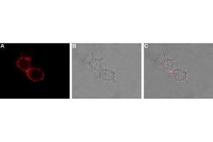 Expression of HCN3 in rat U-87 MG cells - Cell surface detection of HCN3 in intact living U-87 MG cells. (HCN3 antibody  (2nd Extracellular Loop))