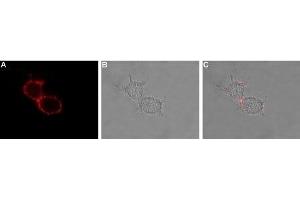 Expression of HCN3 in rat U-87 MG cells - Cell surface detection of HCN3 in intact living U-87 MG cells.