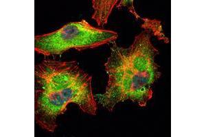 Immunofluorescence analysis of Hela cells using BLK mouse mAb (green). (BLK antibody)
