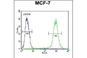 Flow cytometric analysis of MCF-7 cells (right histogram) compared to a negative control cell (left histogram). (FGF9 antibody  (N-Term))