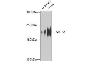 Western blot analysis of extracts of various cell lines, using A Antibody (ABIN6134606, ABIN6137252, ABIN6137253 and ABIN6224679) at 1:1000 dilution. (ATG2A antibody  (AA 700-800))