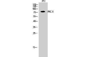 Western Blotting (WB) image for anti-Protein Kinase C, delta (PKCd) (Thr292) antibody (ABIN3186471) (PKC delta antibody  (Thr292))