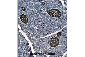 ENOG Antibody (ABIN6244274 and ABIN6577058) immunohistochemistry analysis in formalin fixed and paraffin embedded human pancreas tissue followed by peroxidase conjμgation of the secondary antibody and DAB staining. (ENO2/NSE antibody)