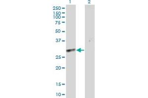 Western Blot analysis of SLC25A5 expression in transfected 293T cell line by SLC25A5 MaxPab polyclonal antibody.