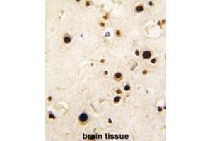 Immunohistochemistry (IHC) image for anti-Heterogeneous Nuclear Ribonucleoprotein Q (HNRPQ) antibody (ABIN3003529) (HNRPQ antibody)