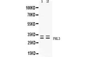 Western blot analysis of FHL3 expression in rat testis extract ( Lane 1) and PANC-1 whole cell lysates ( Lane 2).