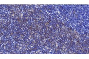 Detection of CD90 in Mouse Spleen Tissue using Polyclonal Antibody to Cluster of Differentiation 90 (CD90) (CD90 antibody  (AA 20-131))