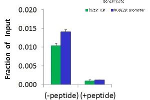 Chromatin Immunoprecipitation (ChIP) Using CTCF antibody - N-terminal region  and HCT116 Cells (CTCF antibody  (N-Term))