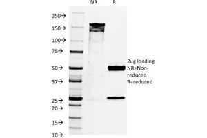 SDS-PAGE Analysis of Purified, BSA-Free PAX8 Antibody (clone PAX8/1492). (PAX8 antibody  (AA 60-261))