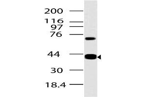 Image no. 1 for anti-Advanced Glycosylation End Product-Specific Receptor (AGER) (AA 1-280) antibody (ABIN5027504) (RAGE antibody  (AA 1-280))