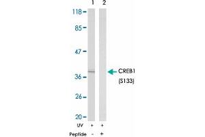 Western blot analysis of extracts from HeLa cells using CREB1 (phospho S133) polyclonal antibody . (CREB1 antibody  (pSer133))