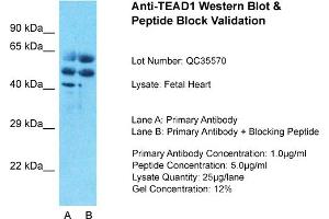Host: Rabbit Target Name: TEAD1 Sample Type: Human Fetal Muscle Lane A: Primary Antibody Lane B: Primary Antibody + Blocking Peptide Primary Antibody Concentration: 1ug/ml Peptide Concentration: 5ug/ml Lysate Quantity: 25ug/lane/lane Gel Concentration: 0. (TEAD1 antibody  (C-Term))
