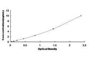Glutamate-Cysteine Ligase, Modifier Subunit (GCLM) ELISA Kit