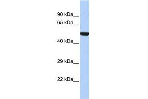 WB Suggested Anti-NR1I2 Antibody Titration:  0. (NR1I2 antibody  (N-Term))