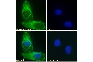 Immunofluorescence (IF) image for anti-Caveolin 1, Caveolae Protein, 22kDa (CAV1) (Internal Region) antibody (ABIN185421)