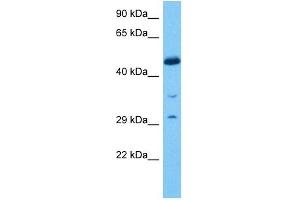 Western Blotting (WB) image for anti-Early Growth Response 2 (EGR2) (C-Term) antibody (ABIN2792631)