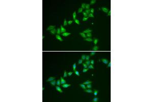 Immunofluorescence (IF) image for anti-Thioredoxin-Like 1 (TXNL1) antibody (ABIN1980338) (TXNL1 antibody)
