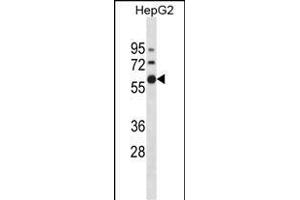 ZN Antibody (N-term) (ABIN1882017 and ABIN2838598) western blot analysis in HepG2 cell line lysates (35 μg/lane).