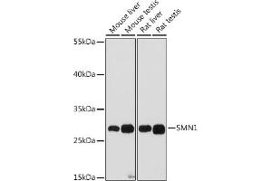 Western blot analysis of extracts of various cell lines, using SMN1 antibody (ABIN7270652) at 1:1000 dilution. (SMN1 antibody  (AA 80-150))