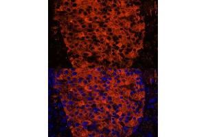 Immunofluorescence analysis of mouse pancreas using PNLIPRP1 antibody (ABIN7269167) at dilution of 1:100. (PNLIPRP1 antibody  (AA 298-467))