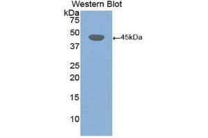 Western Blotting (WB) image for anti-Desmoglein 3 (DSG3) (AA 858-999) antibody (ABIN1858670) (Desmoglein 3 antibody  (AA 858-999))