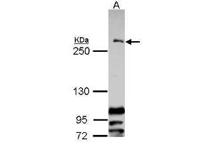 WB Image Sample (30 ug of whole cell lysate) A: Raji 5% SDS PAGE antibody diluted at 1:1000 (CENPF antibody  (C-Term))