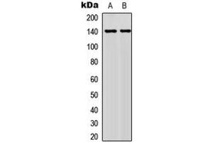 Western blot analysis of NFAT3 (pS676) expression in MCF7 (A), HeLa (B) whole cell lysates. (NFATC4 antibody  (C-Term, pSer676))