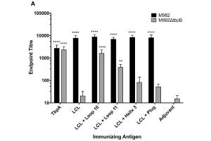 In vitro characterization of the LCL scaffold and the LCL-TbpA hybrid antigens. (Rabbit anti-Mouse IgG (Heavy & Light Chain) Antibody (HRP))