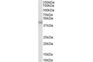 Image no. 1 for anti-Caspase 4, Apoptosis-Related Cysteine Peptidase (CASP4) (Internal Region) antibody (ABIN374466) (Caspase 4 antibody  (Internal Region))