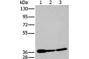 P2RY11 antibody