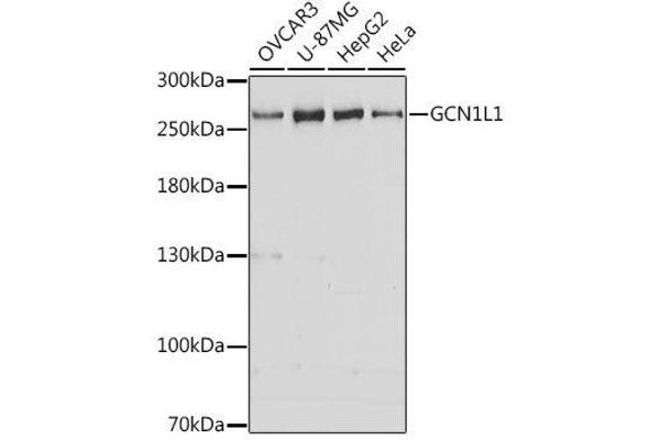 GCN1L1 antibody  (AA 2462-2671)