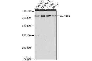 Western blot analysis of extracts of various cell lines, using GCN1L1 antibody. (GCN1L1 antibody  (AA 2462-2671))