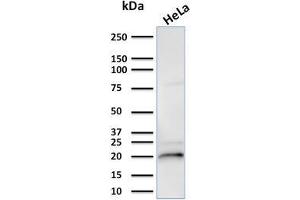 CRYAB antibody