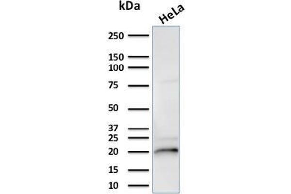 CRYAB antibody