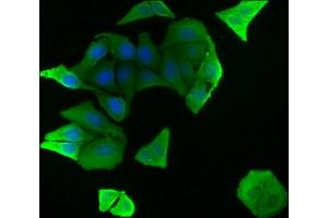 Immunofluorescence staining of Hela cells with ABIN7139835 at 1:50, counter-stained with DAPI. (FOXO4 antibody  (AA 45-63))